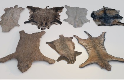 animal pelts volume three: cheetah, badger, boar, goat, sheep, bear