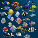 Fish Pack 30
