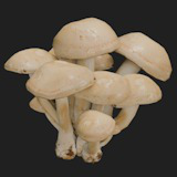 Mushrooms Bundle (62 Prefab + LOD)