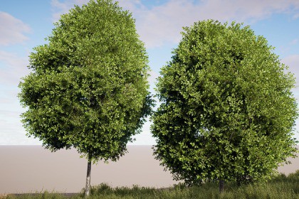 Realistic Tree Pack 4 (for HDRP)