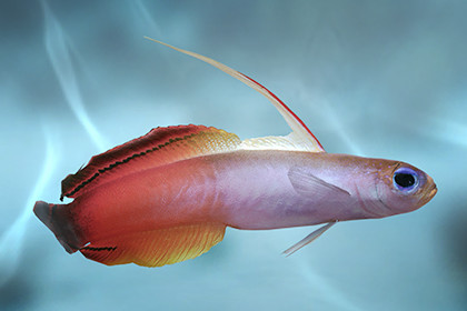 Firefish Goby