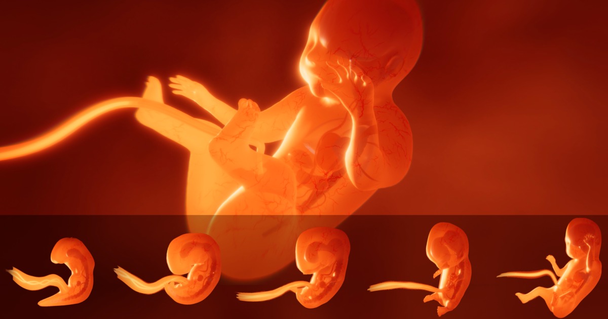 Human embryo with internal organs. Animation of development | 角色 ...