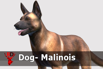 Dog - Belgian Malinois