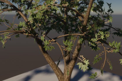 FREE PLANE TREE