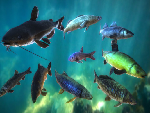 Unity Asset Fish FRESH WATER FISH LOW POLY V1 | Characters | Unity Asset Store