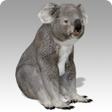Koala Animated