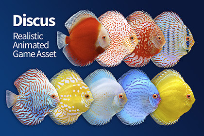 Discus 10 fish