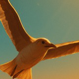 AeroGlide Lite – Dynamic Flight & Glide