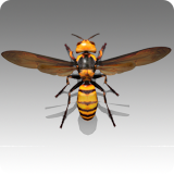 Giant Hornet