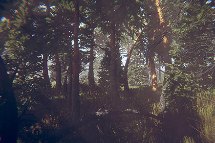 Conifer.Forest (URP+HDRP)