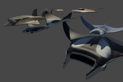 Ray Fish Pack