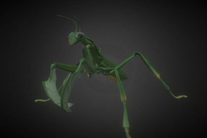 Mantis
