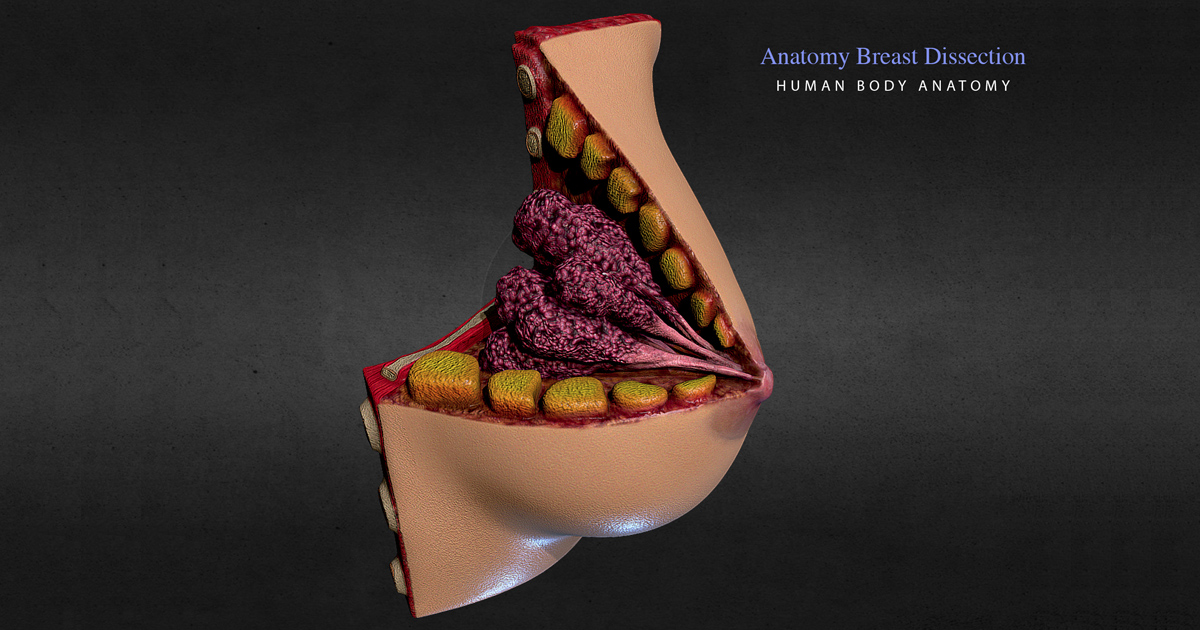 Unity Anotmoy Anatomy breast dissection | 3D Characters | Unity Asset Store