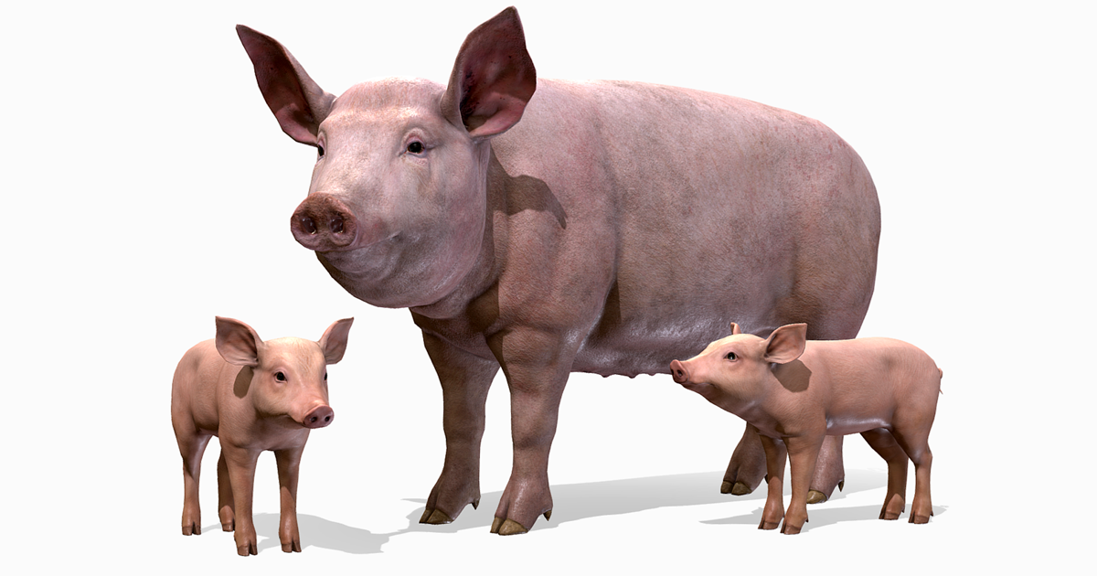 Pig Unity Pig Family | Characters | Unity Asset Store