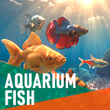 Aquarium fish - large pack
