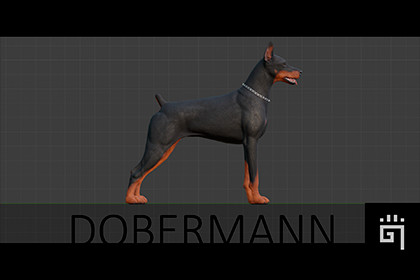 Dobermann