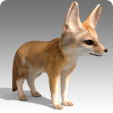 Fennec
