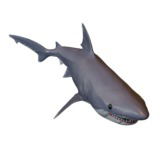 Animated Shark (01)
