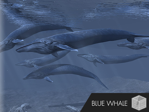 Unity Whale PA Blue Whale | Characters | Unity Asset Store