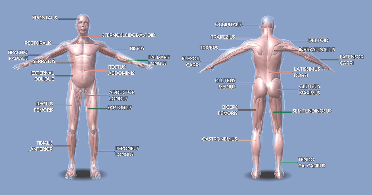 Animated Muscular System RIG AR VR | 3D Characters | Unity Asset Store