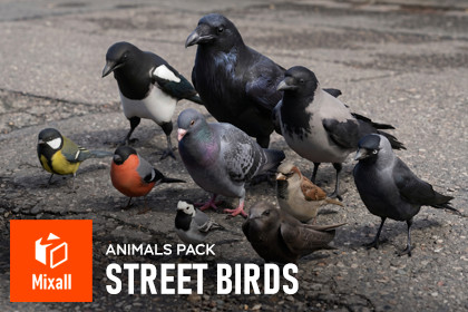 Street birds - animals pack