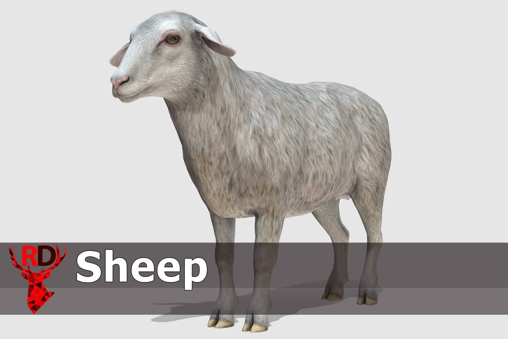 Sheep realistic