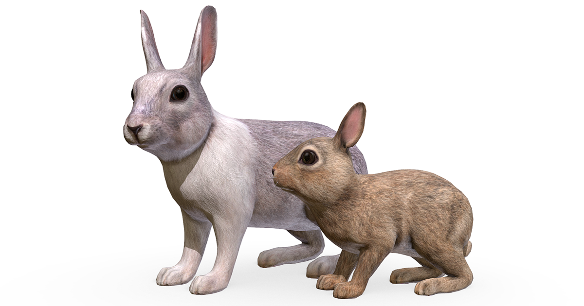 Rabbit Family | Characters | Unity Asset Store