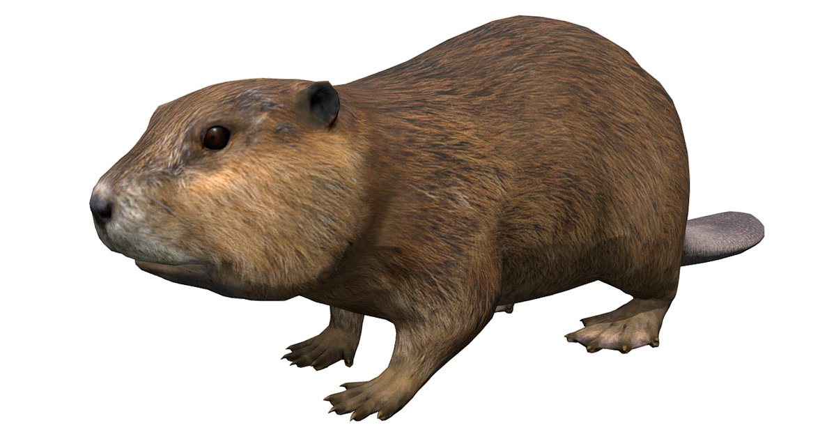 Beavers Unity River Beaver | Characters | Unity Asset Store