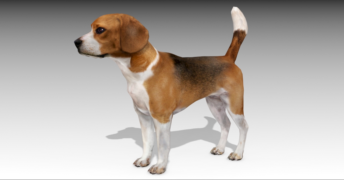 Beagle | Characters | Unity Asset Store