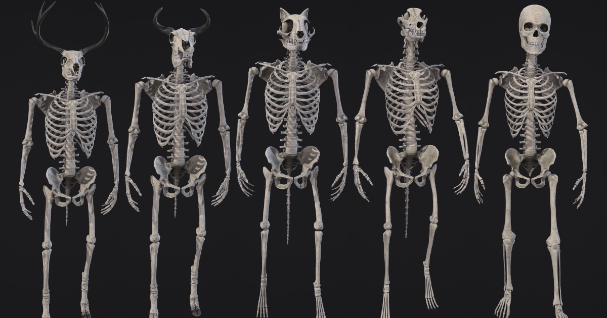 Anthropomorphic Skeletons Pack | 3D Characters | Unity Asset Store