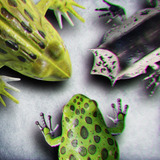 Animated Frogs Volume 4