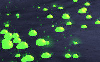 Liquid Mesh FX