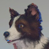 Skye the Border Collie (Dog)