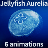 Jellyfish Aurelia