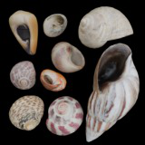 SeaShells Pack Vol 3