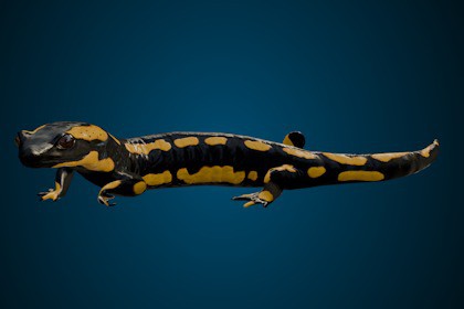 Animated Salamander