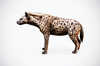 Spotted Hyena – Game-Ready 3D Animal Model