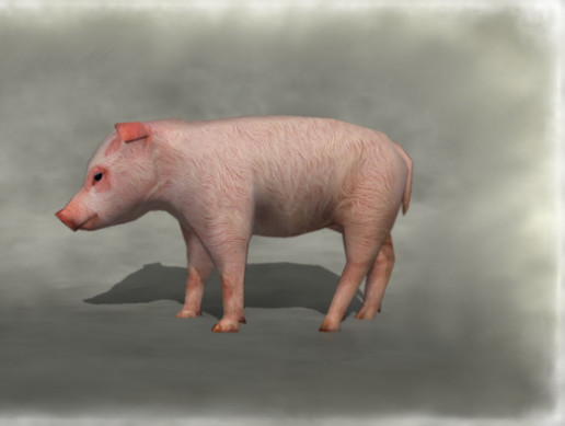 Pig Unity Animals - Pig | 角色 | Unity Asset Store