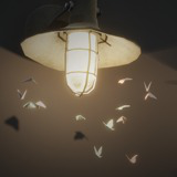 Insect VFX [HDRP, URP]