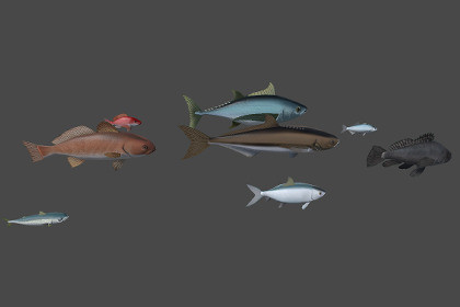 Common Ocean Fish Pack
