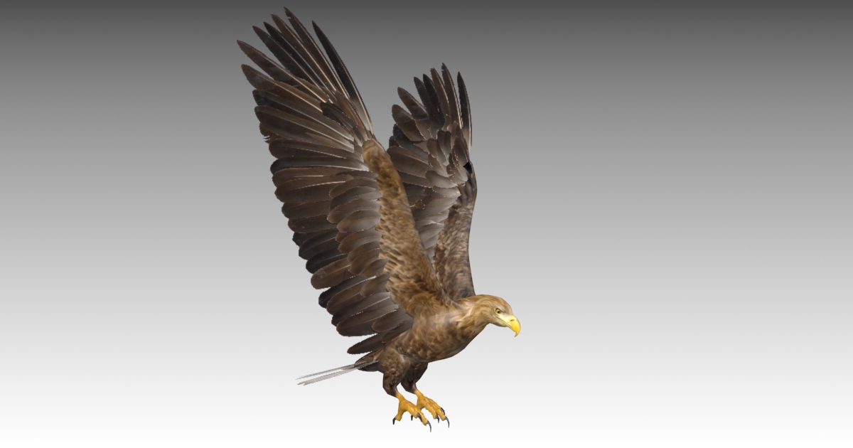 White-tailed Eagle | 캐릭터 | Unity Asset Store
