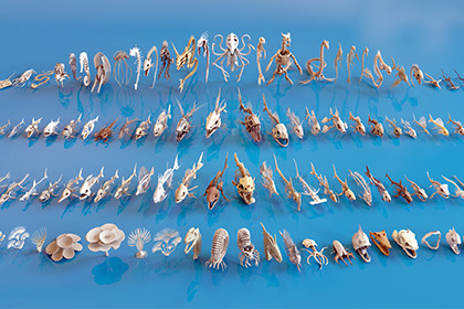 Fish and Underwater Creatures Skeleton Collection – Marine Bone 3D Asset Pack