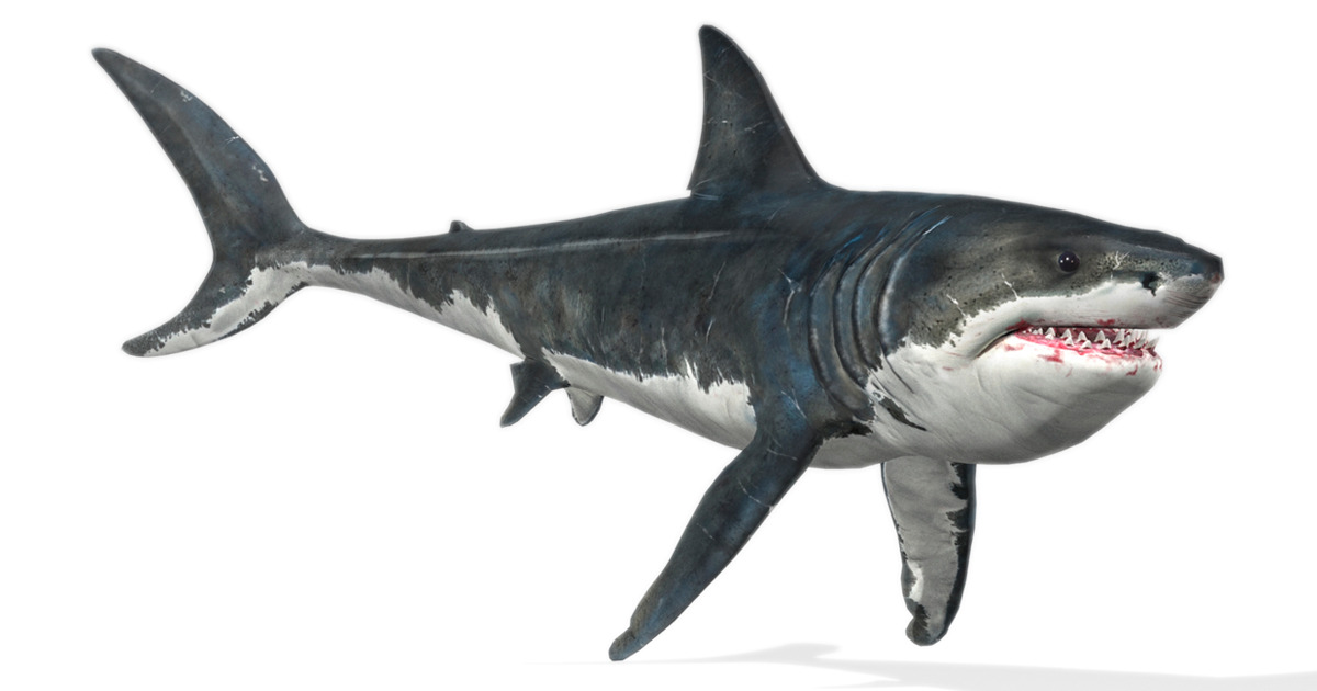 Megalodon (Animated) | Characters | Unity Asset Store