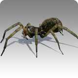 Wolf Spider Animated