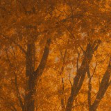 Echoes of the Skyborn