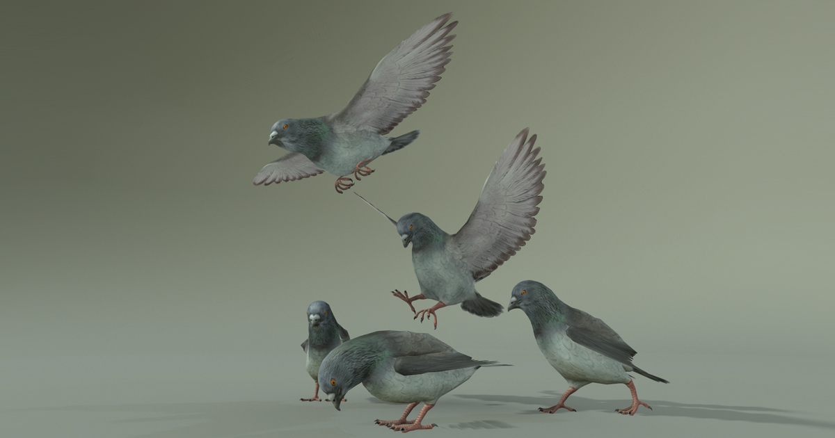 PIGEON | Characters | Unity Asset Store