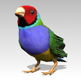 Gouldian Animated