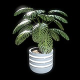 Realistic Potted Tropical Plants Collection – Nature Decor Pack
