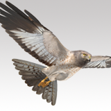 Hen Harrier