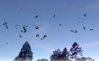 Swarm Of Bats